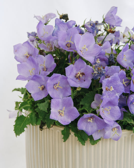 Carpathian Bellflower - Pearl Deep Blue