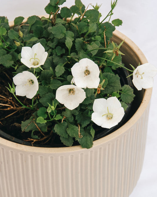 Carpathian Bellflower - Pearl White