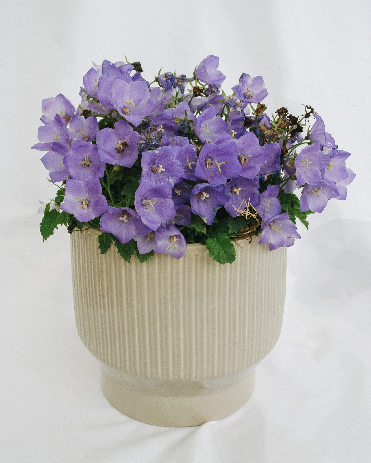 Carpathian Bellflower - Pearl Deep Blue