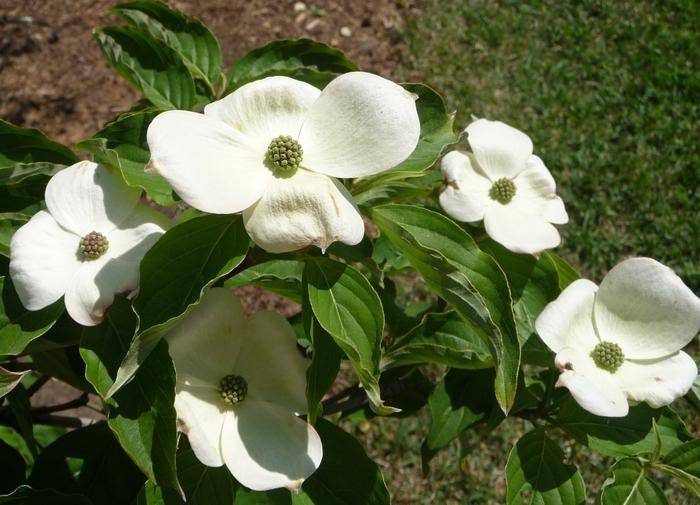 Chinese Kousa Dogwood