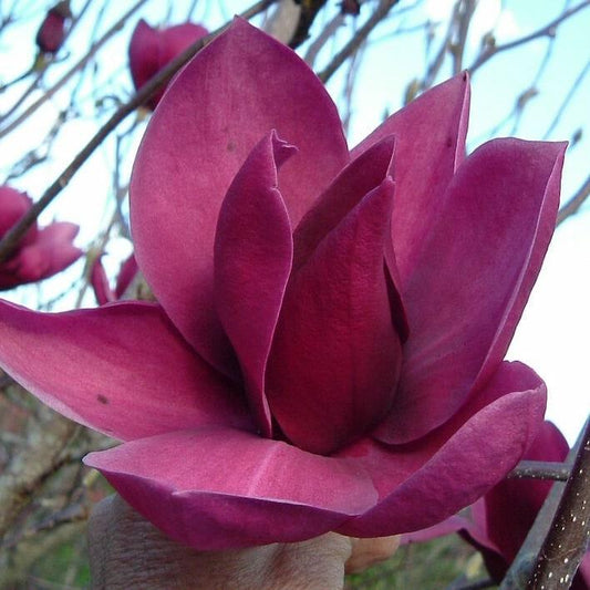Cleopatra Magnolia