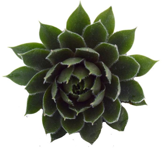 Commander Hay Hens and Chicks