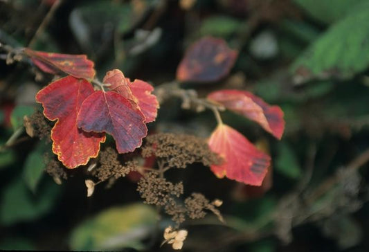 Common Witch Hazel