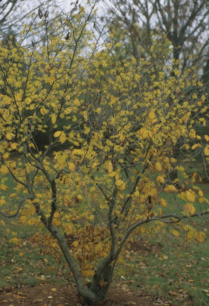 Common Witch Hazel