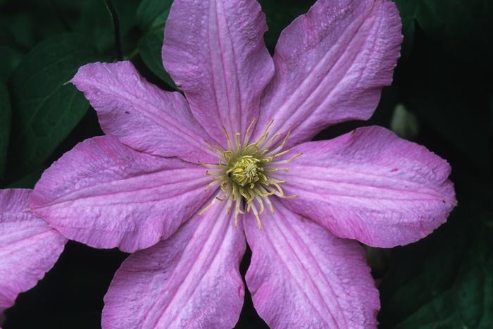 Comtesse de Bouchard Clematis