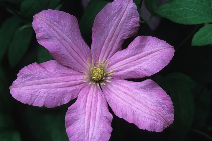 Comtesse de Bouchard Clematis