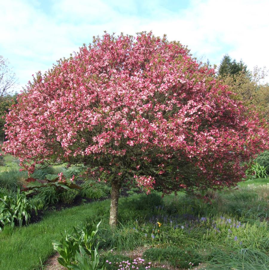 Coralburst Crabapple