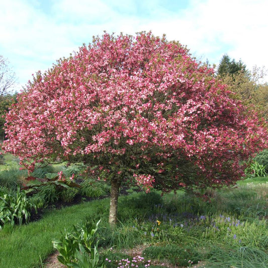 Coralburst Crabapple