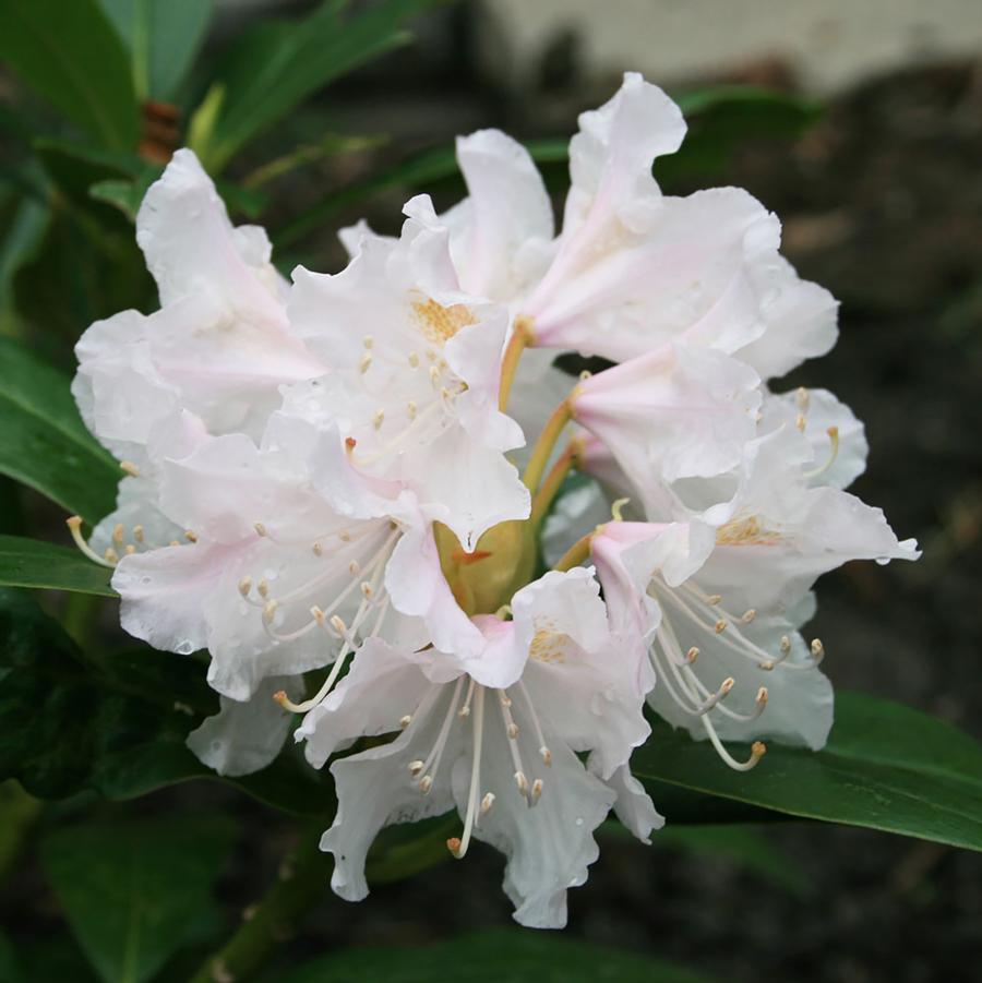 Cunningham's White Rhododendron