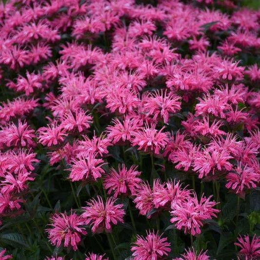 Pink Chenille Bee Balm