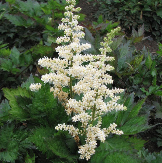 Visions in White Astilbe