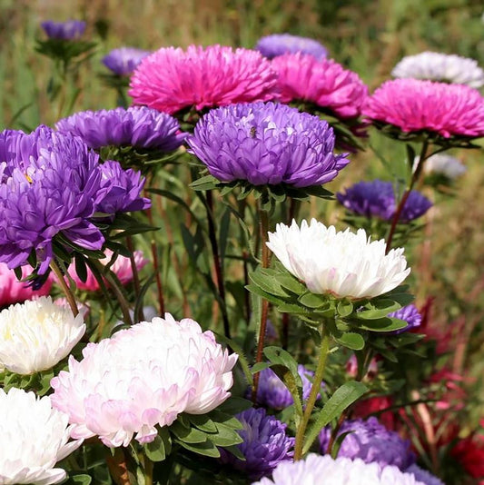 Dwarf Mix Alpine Aster
