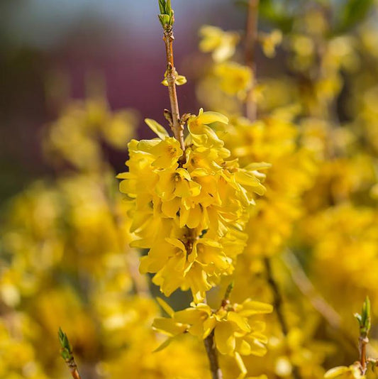 Spring Fling Forsythia