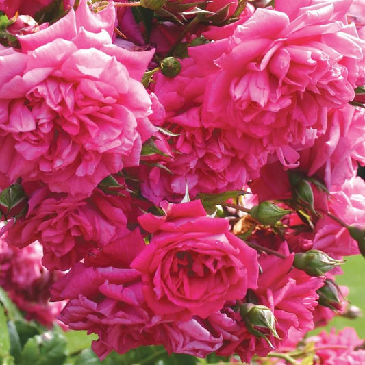 Laguna Climbing Rose
