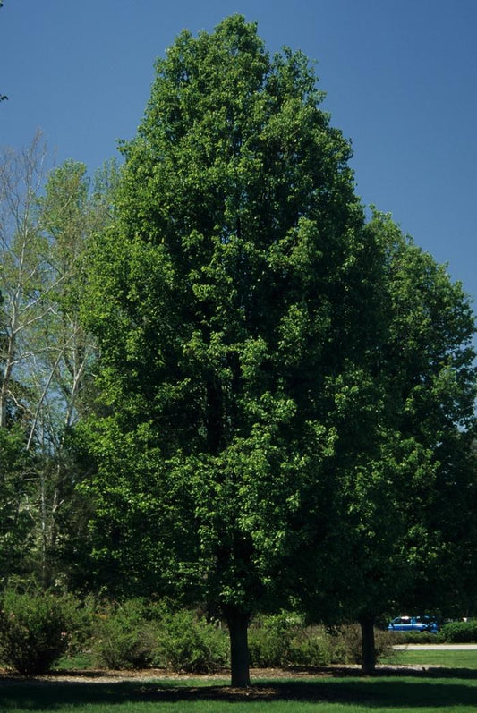 Chanticleer Callery Pear
