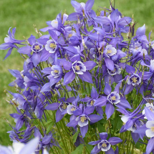 Deep Blue and White Columbine