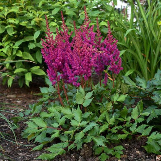 Visions in Red Astilbe