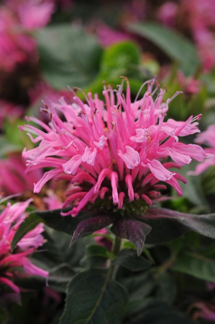 Balmy Pink Bee Balm