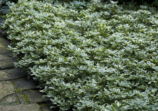 Japanese Spurge