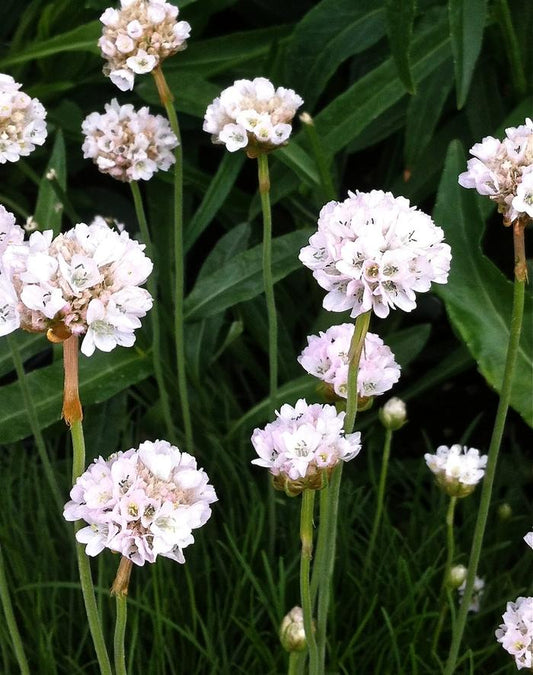 Alba Sea Thrift