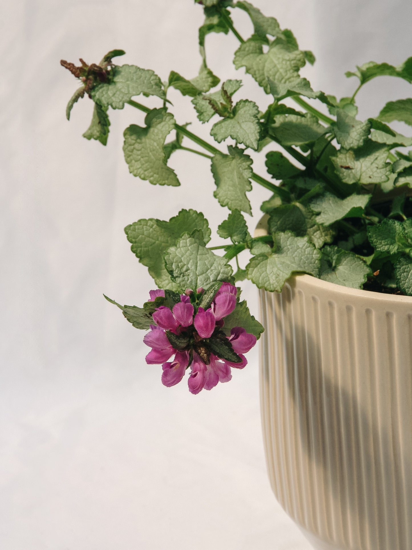 Dark Purple Deadnettle