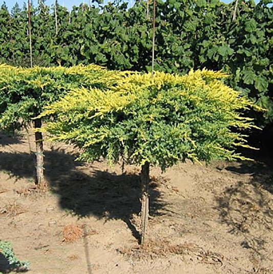 Daub's Frosted Juniper - Standard