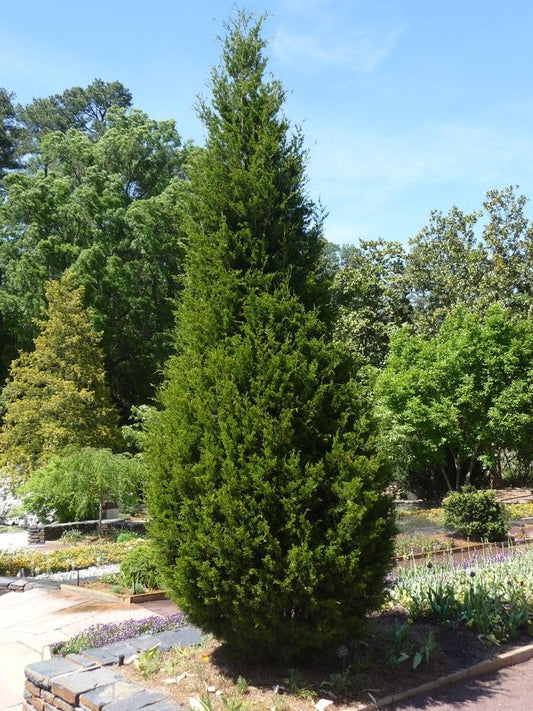 Degroot's Spire Arborvitae