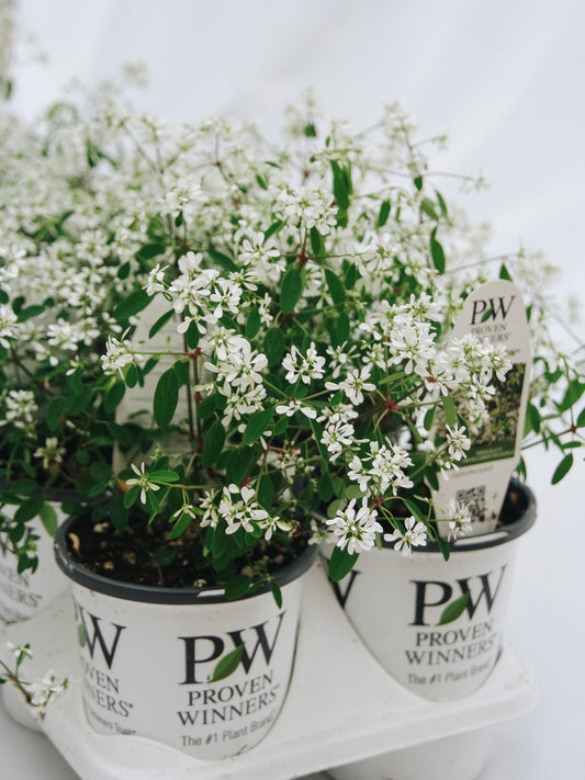 Euphorbia Diamond  Snow