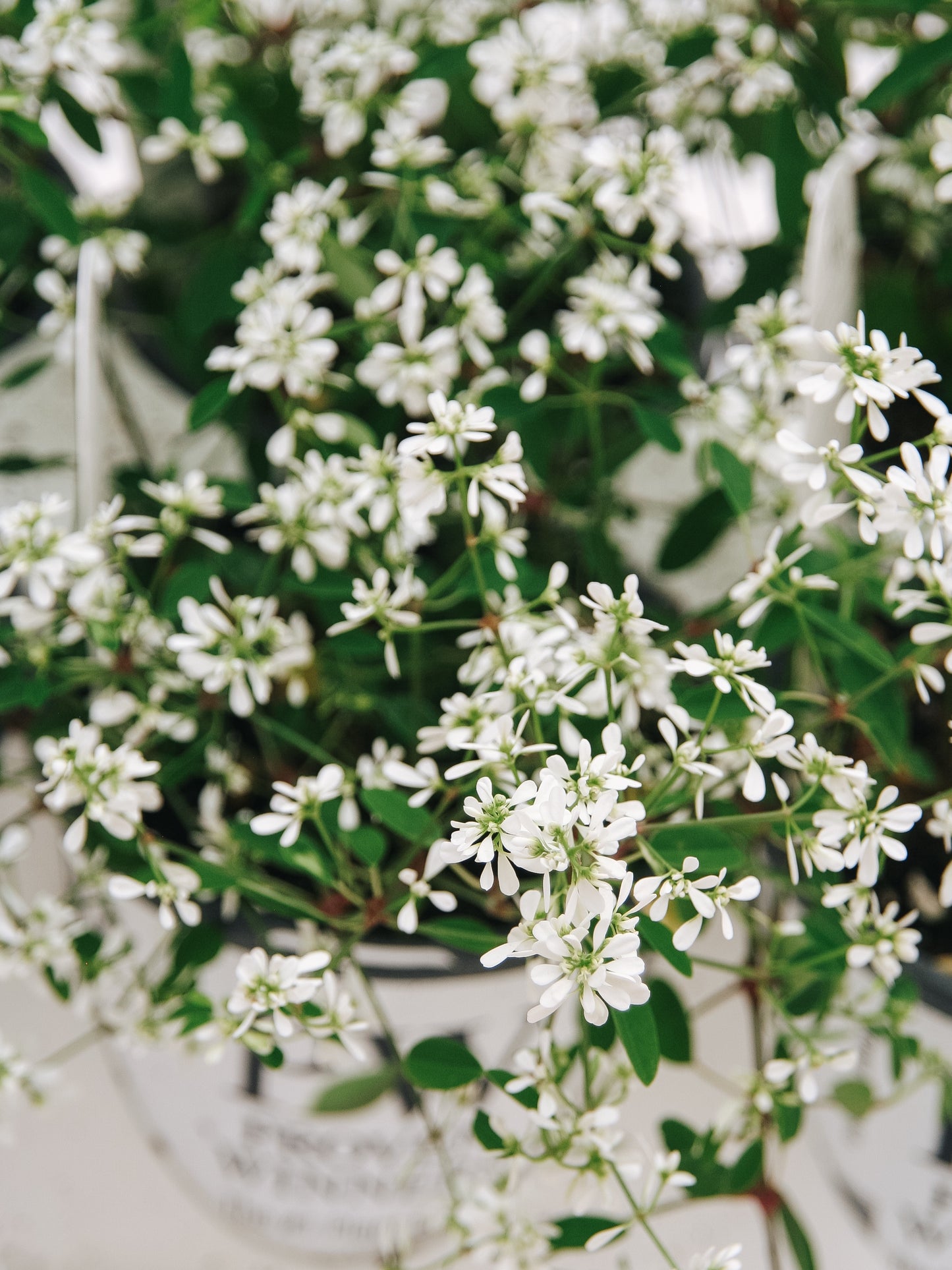 Euphorbia Diamond  Snow