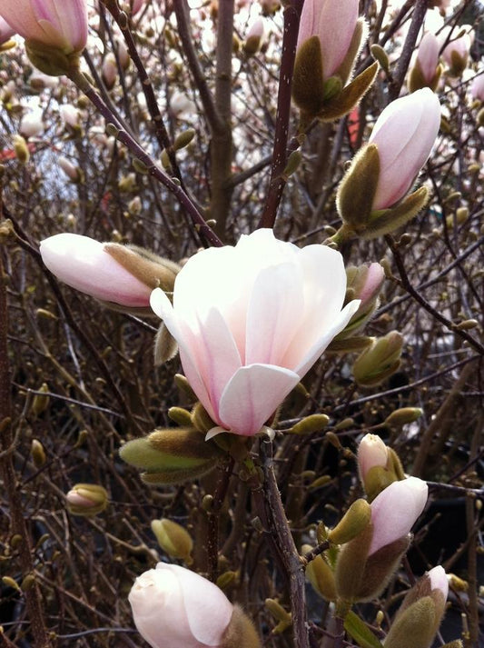 Dr. Merrill Magnolia