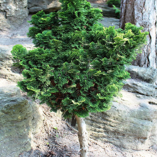 Dwarf Gracilis Hinoki Cypress - Standard