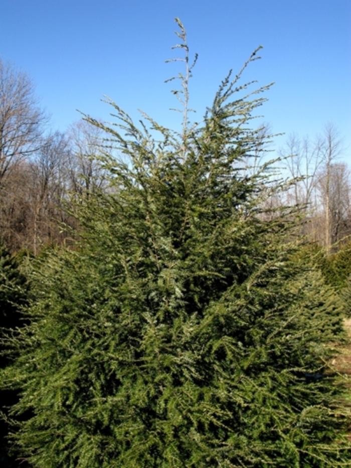 Eastern Hemlock