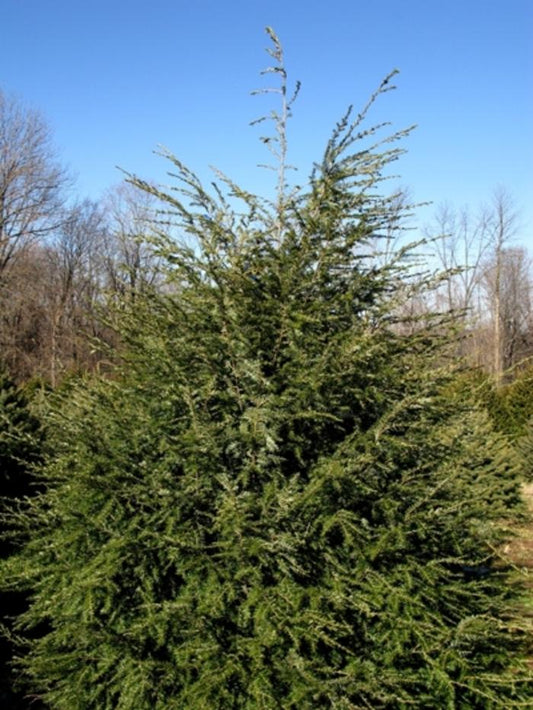 Eastern Hemlock