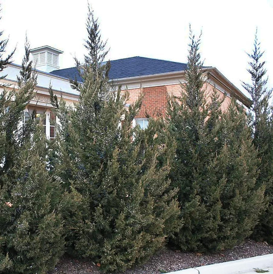 Fairview Chinese Juniper
