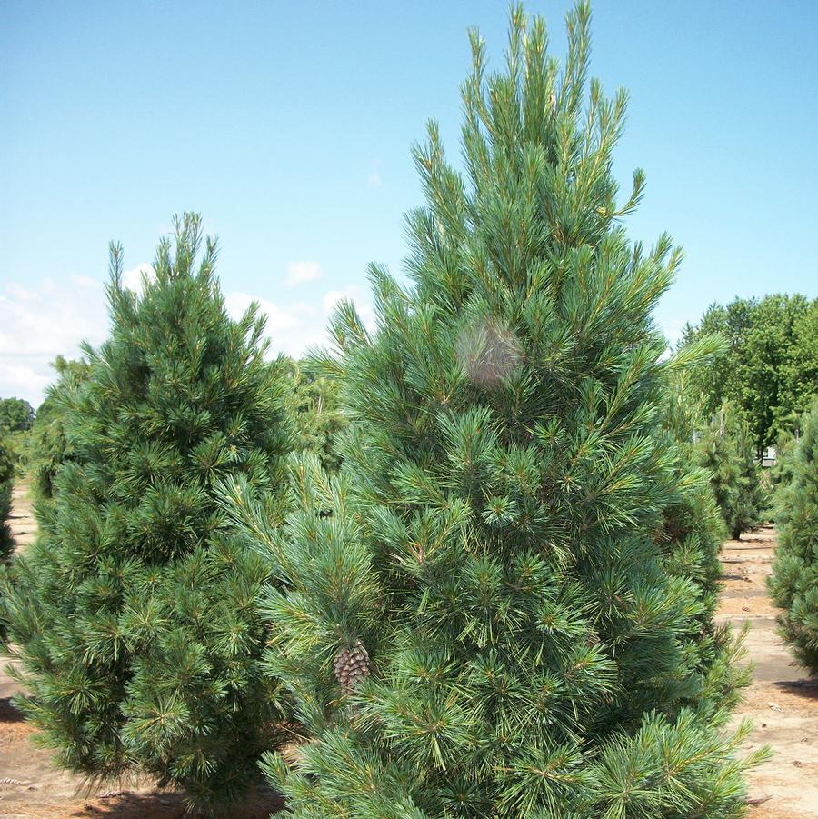 Fastigiate Eastern White Pine