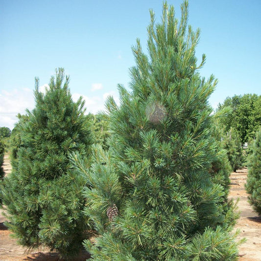 Fastigiate Eastern White Pine