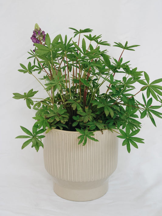 Gallery Blue Lupine