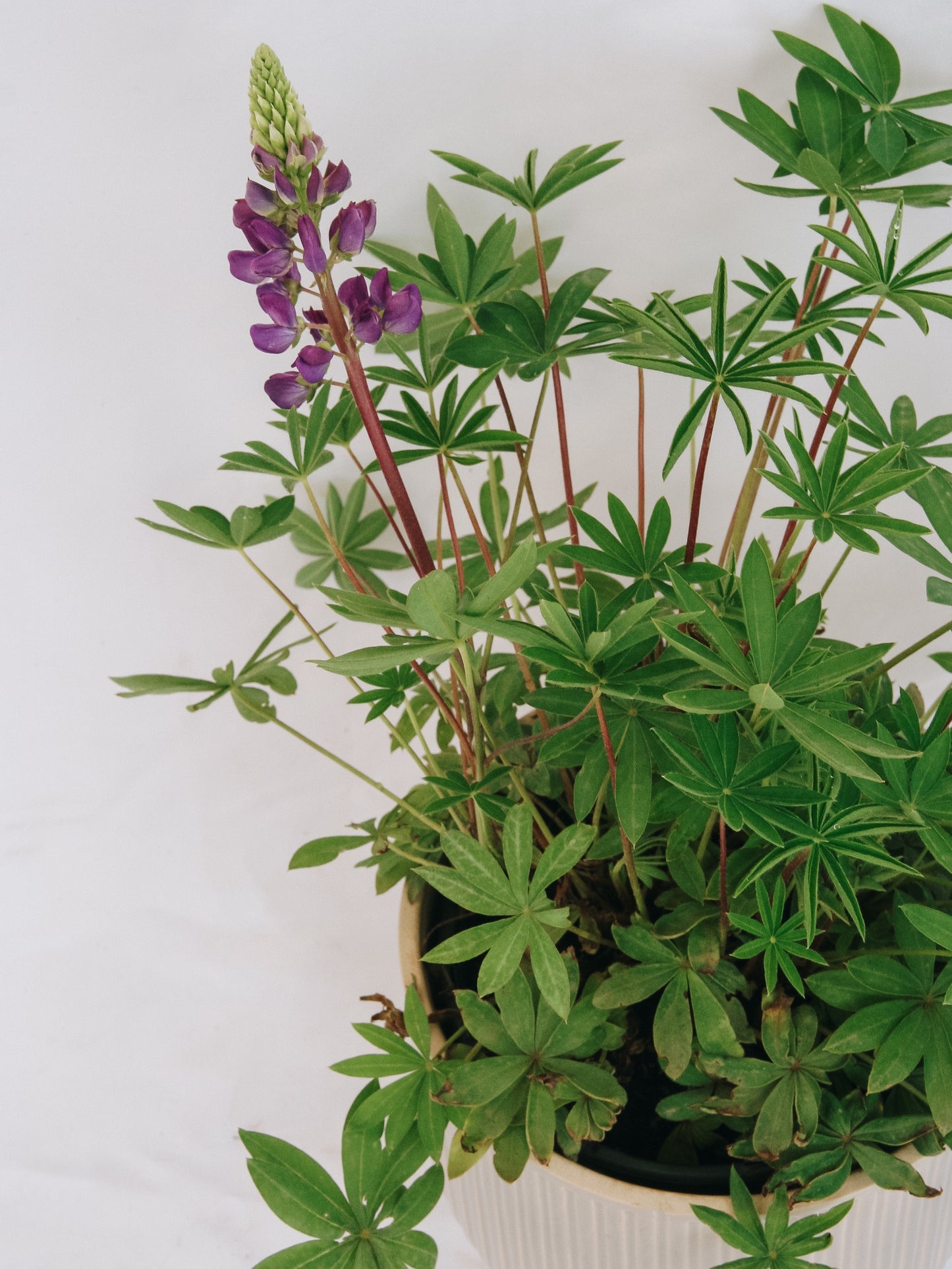 Gallery Blue Lupine