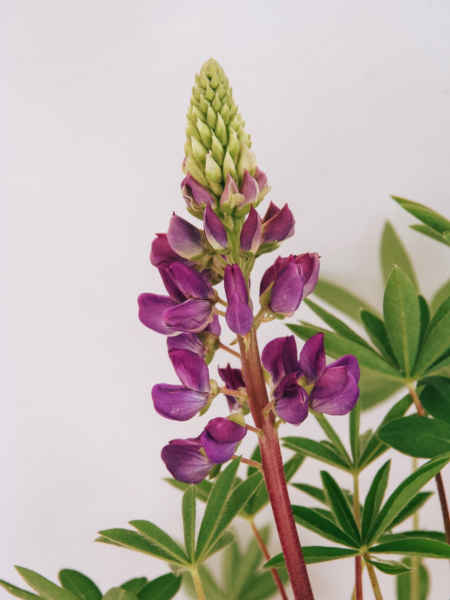 Gallery Blue Lupine