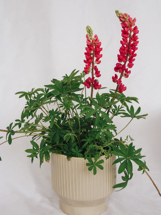 Gallery Red Lupine