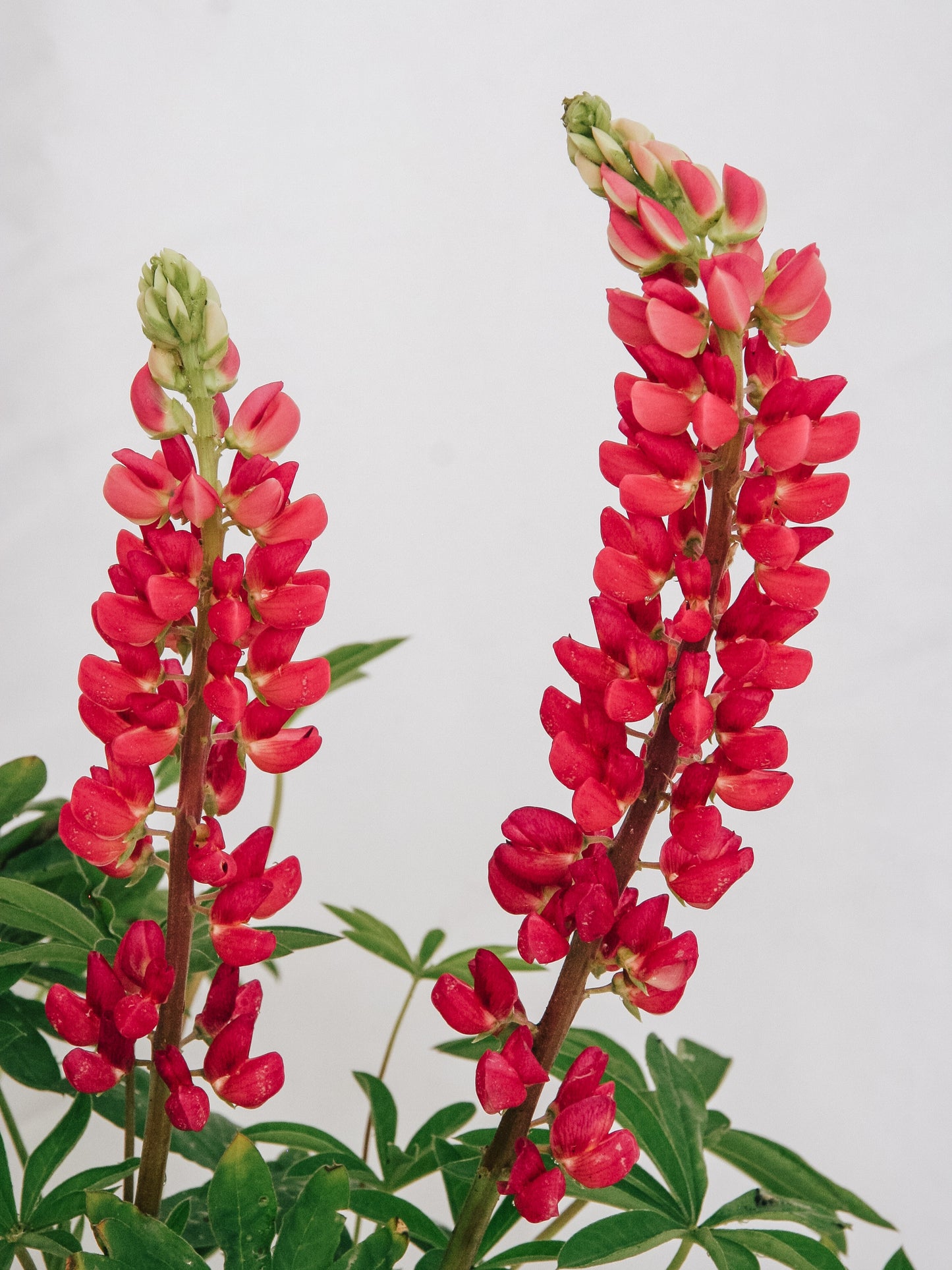 Gallery Red Lupine