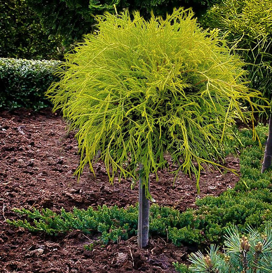 Golden Mops False Cypress - Standard