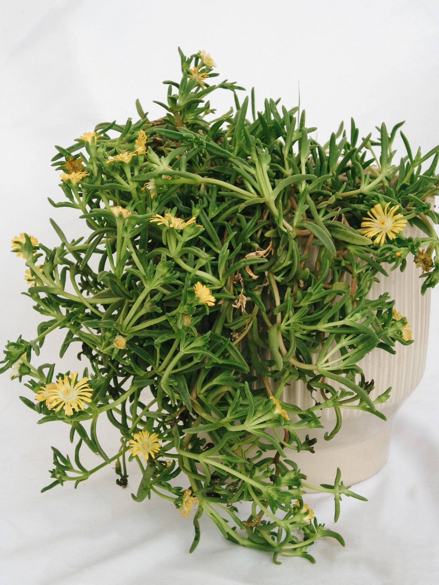 Golden Wonder Ice Plant