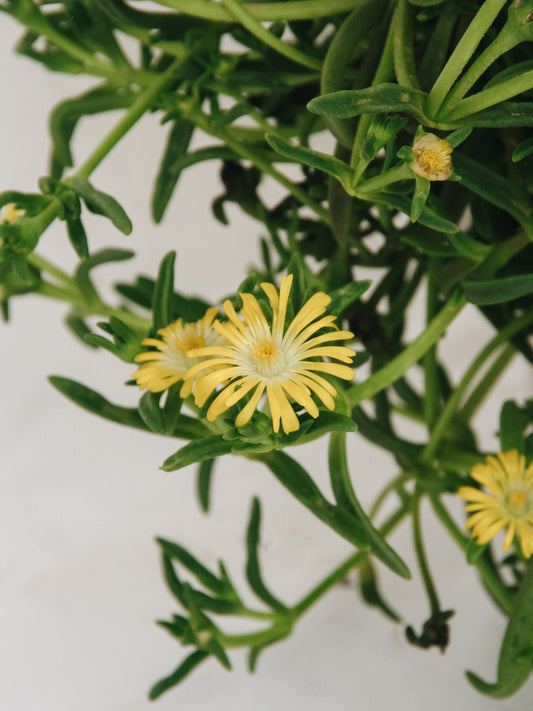 Golden Wonder Ice Plant