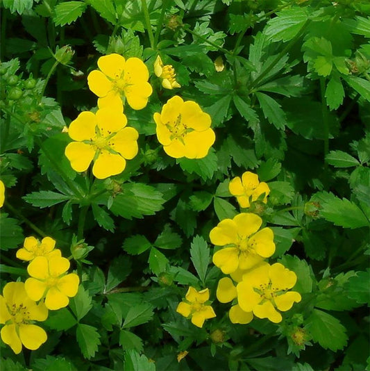 Goldstar Potentilla
