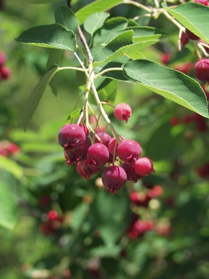 Autumn Brilliance Serviceberry (Clump)