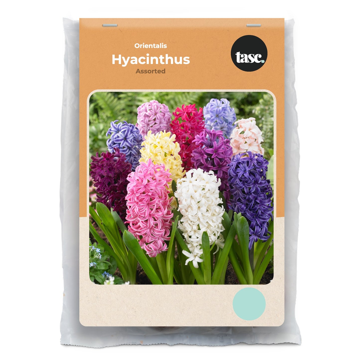 Orientalis Assorted Hyacinth