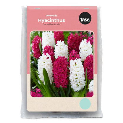 Orientalis Canadian Pride Hyacinth