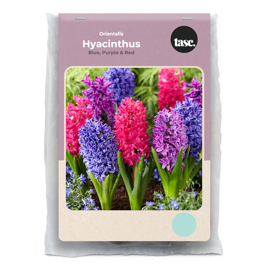 Orientalis Blue, Purple & Red Hyacinth