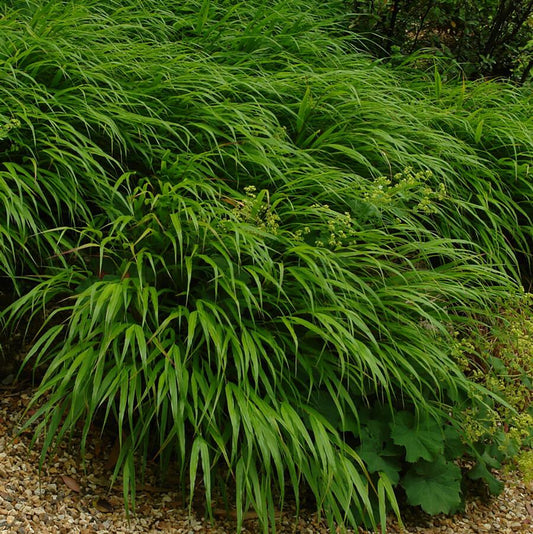 Hakone Grass